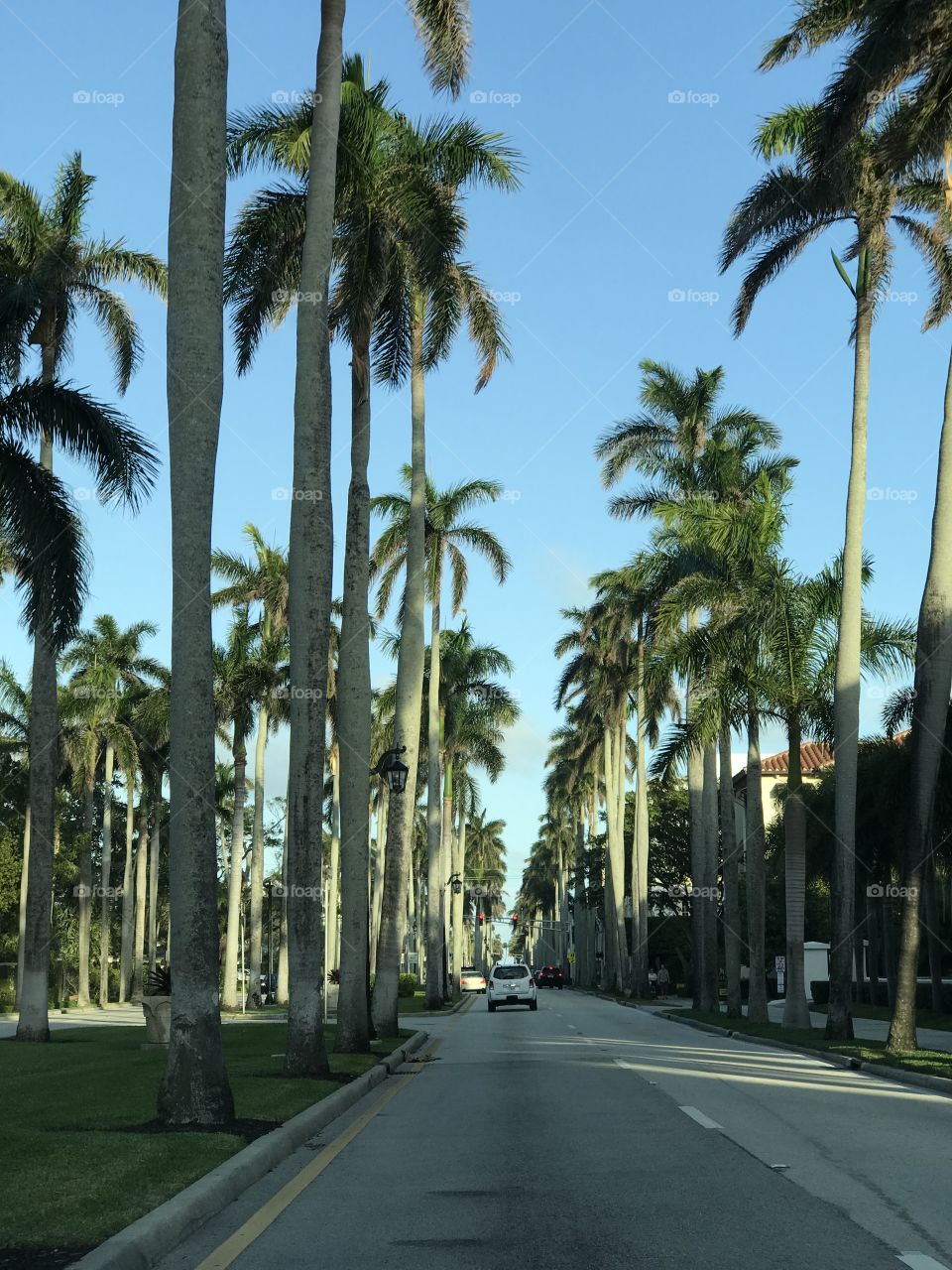Palm street 