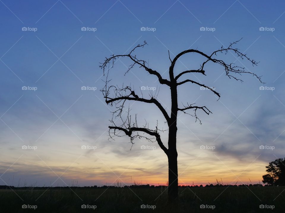 Tree silhouette