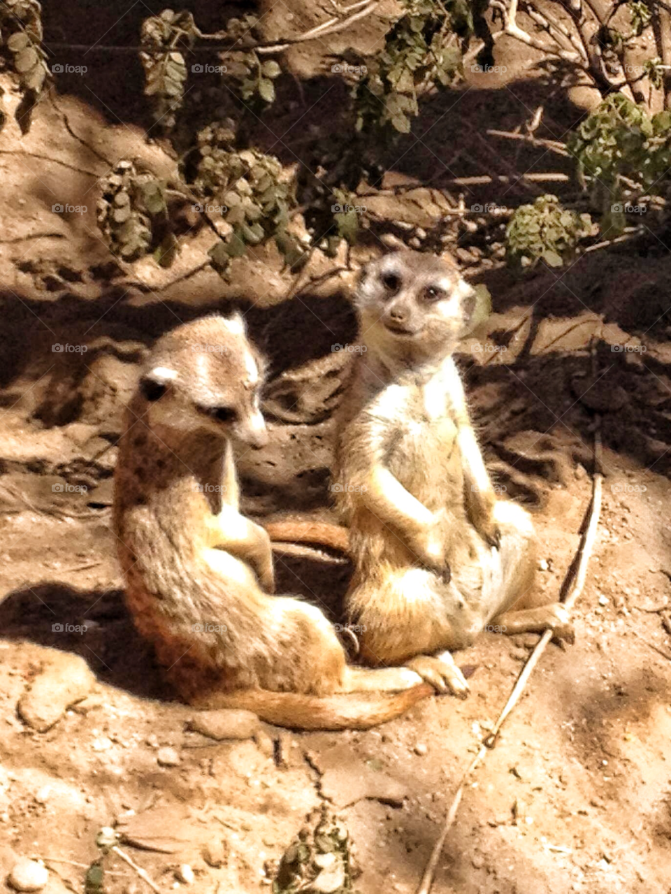 meerkats twosome san diego zoo happy by stevehardley7