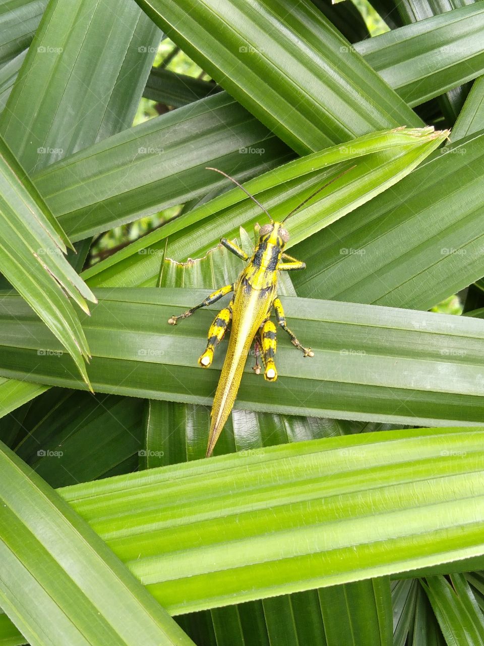 The back of the grasshopper.