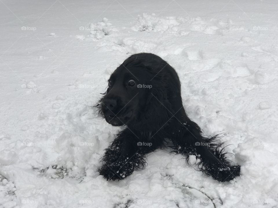Pretty dog on the snow