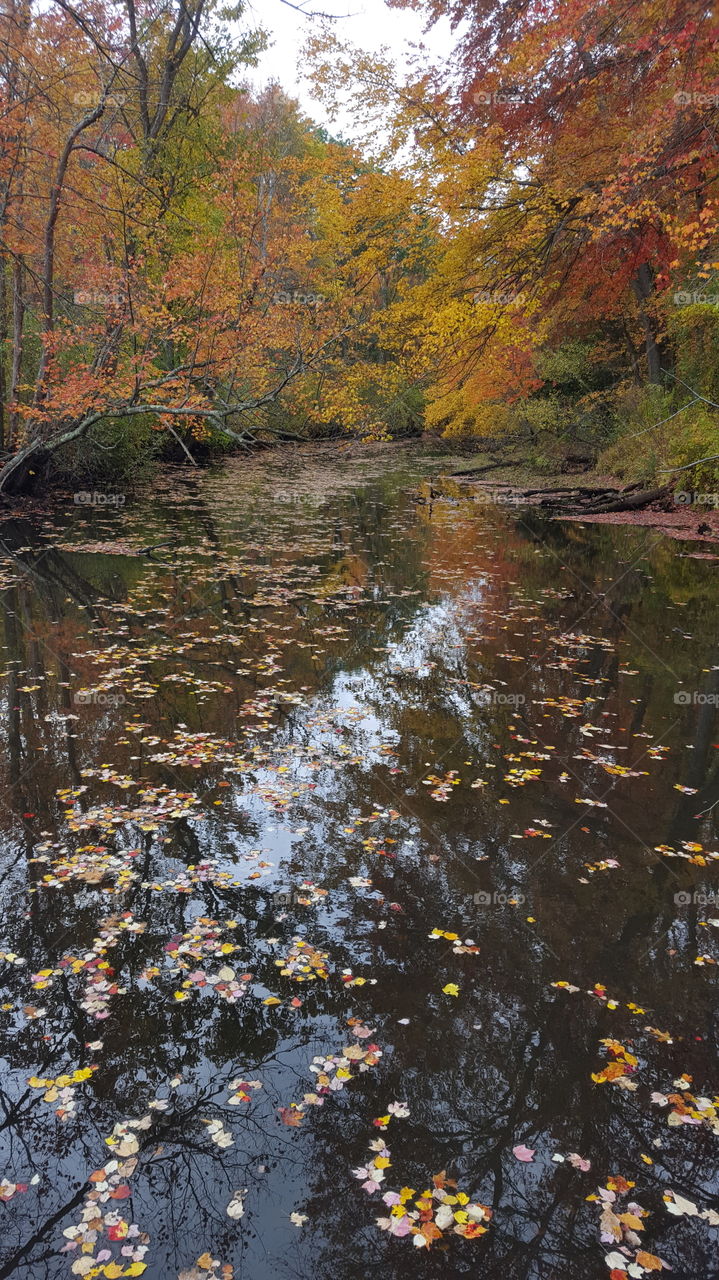 fall foliage on a lake