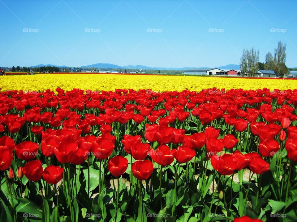 Tulip field 