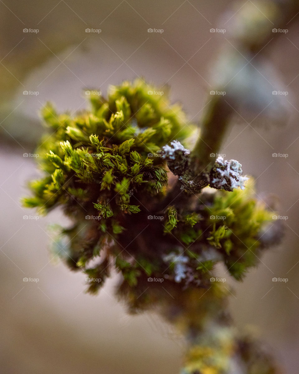 a piece of moss sitting on a twig on a winter's day.