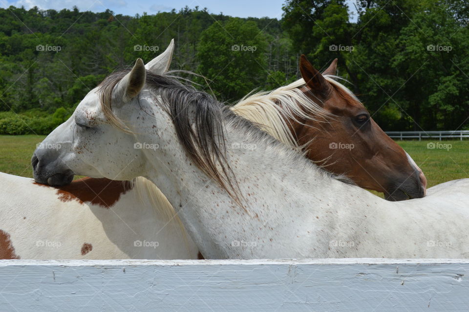 I’ll scratch your back if you scratch mine