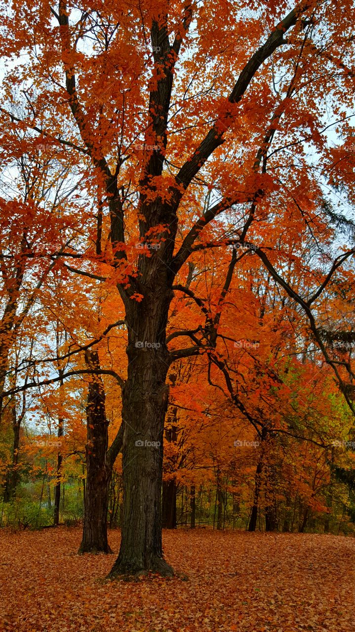 orange leaves