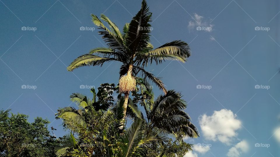 蓝天，树木，植物，自然是美丽的，每一个风景都是迷人的。