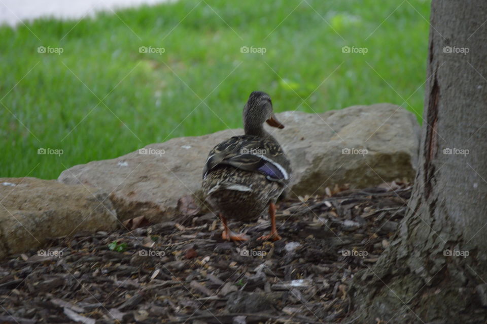 duck female spring