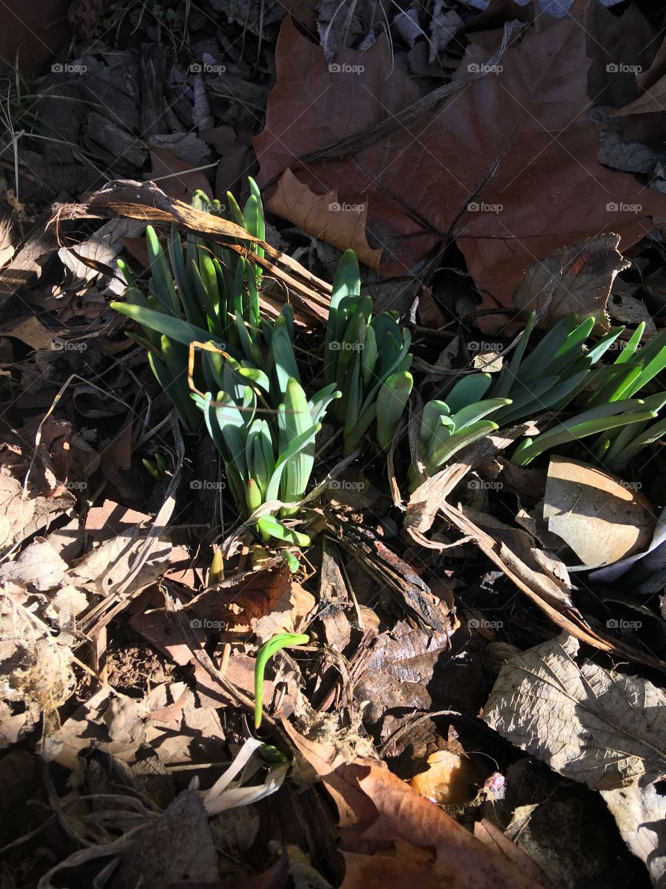 Wow! Does this mean that spring is on the way soon? My daffodils have pushed through.