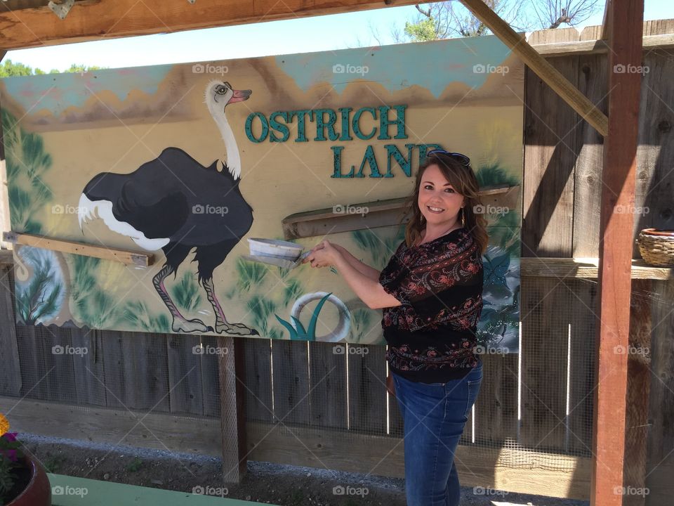 Ostrich land posing