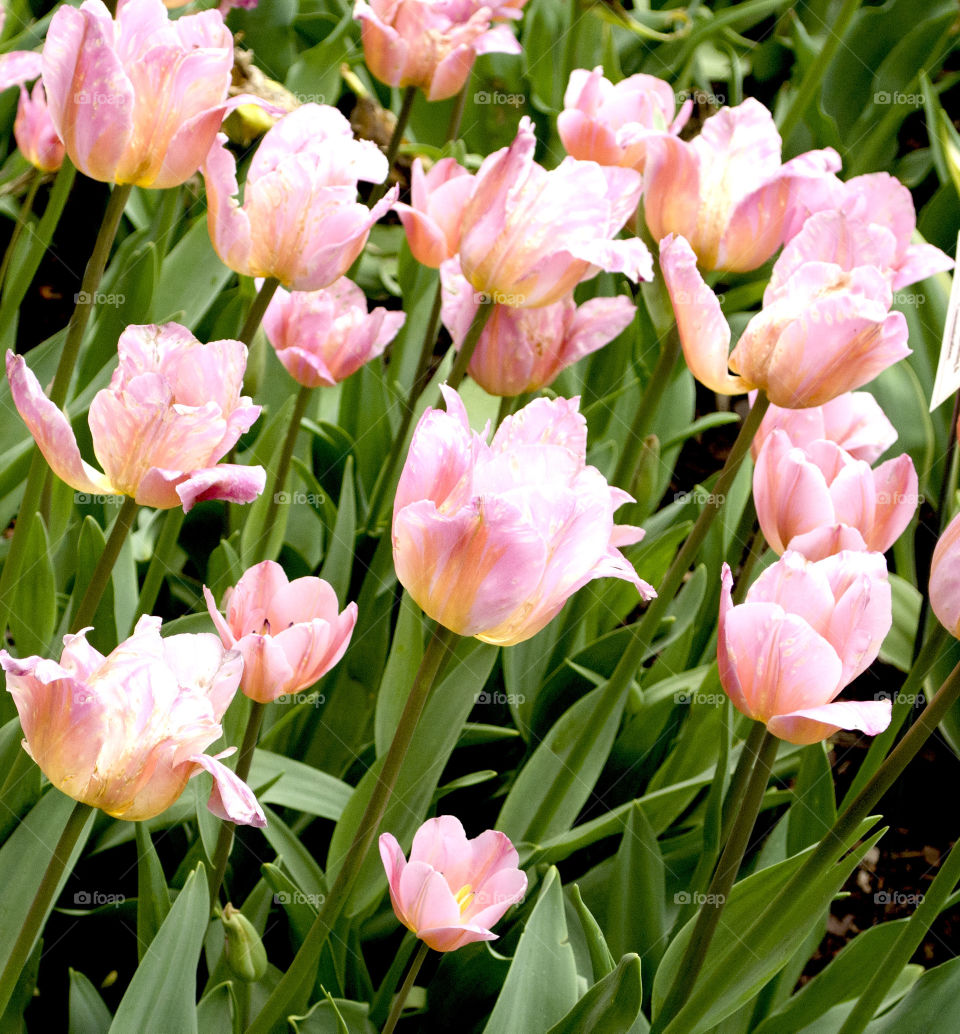 pink flowers. in the garden