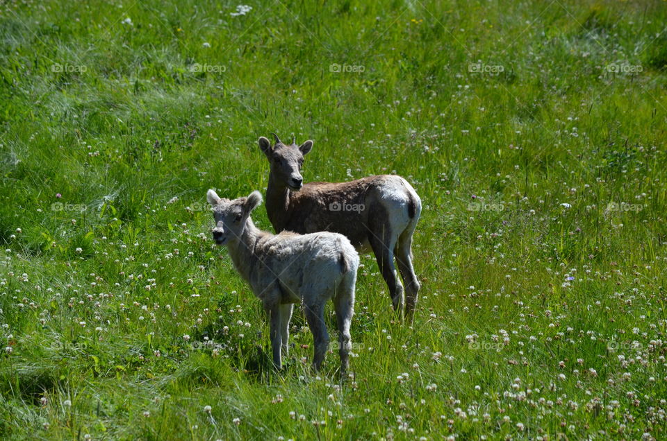 Baby big horn sheep in Peter Lougheed Park