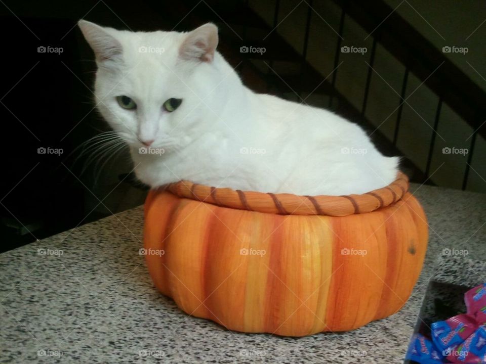 White Cat Can Fit in Anything Even a Pumpkin