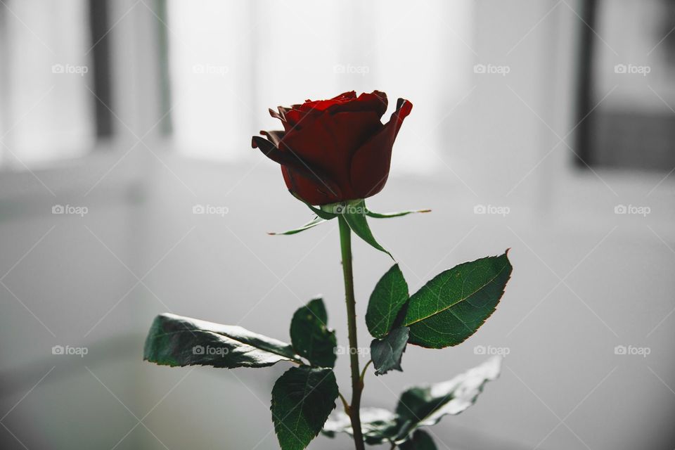 Red Rose