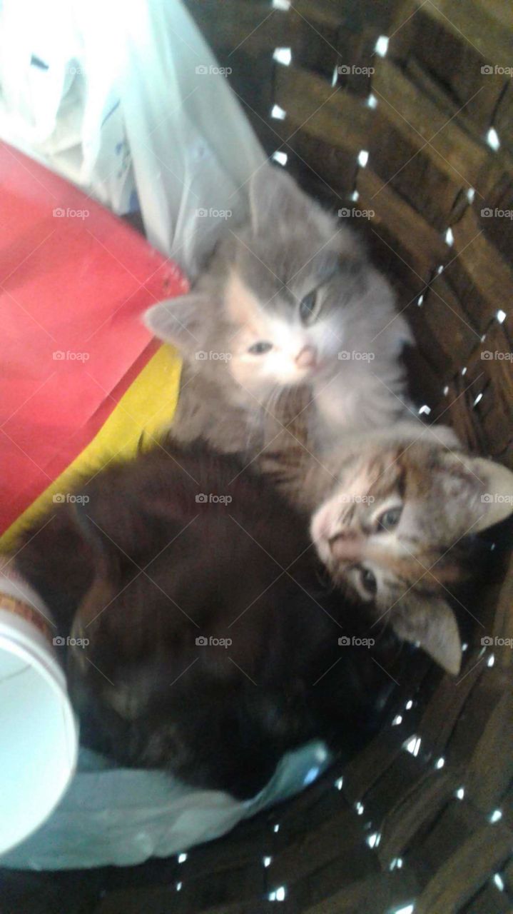 My beautiful baby kitties