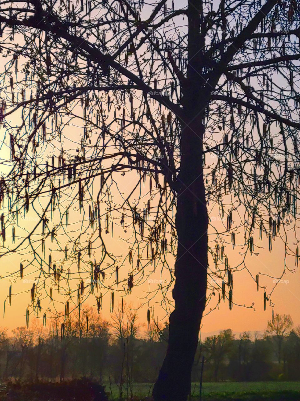 Silhouettes in the spring Sunrise