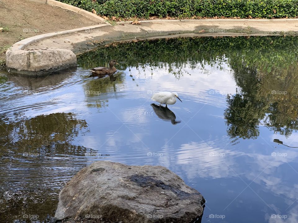 Bird in pond 