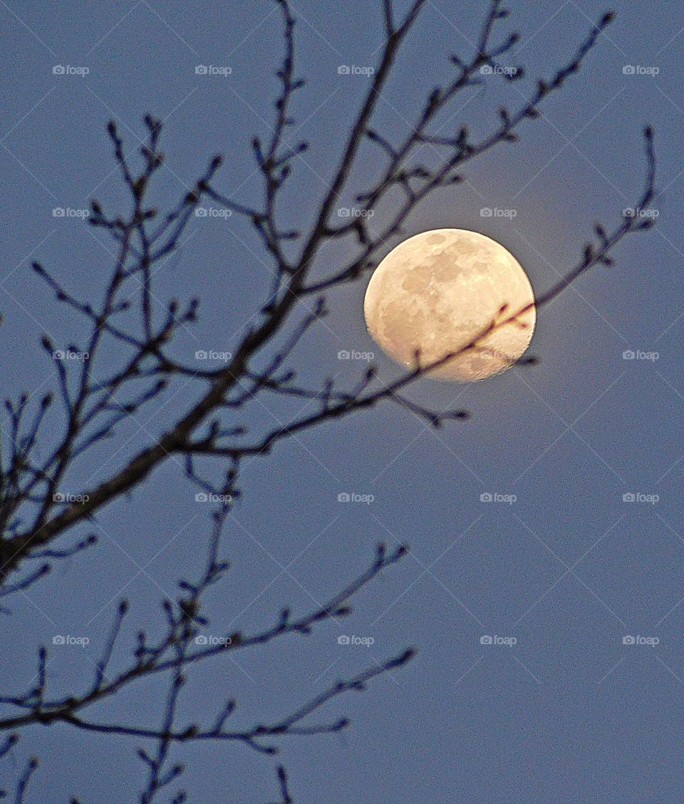 Sunrise, sunset and the moon - The three quarter moon peers threw the naked branches of an oak tree
