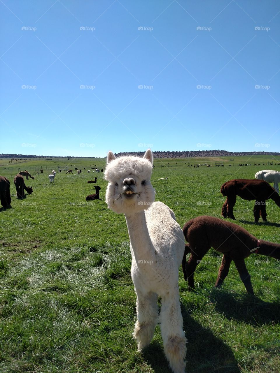 Alpacas grazing on grassy field