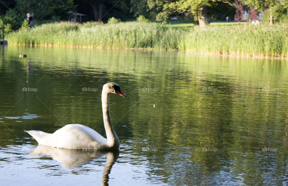 Swan Lake
