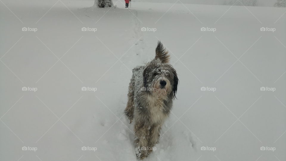 Fenyőkút dog in snow. In Transylvania.
