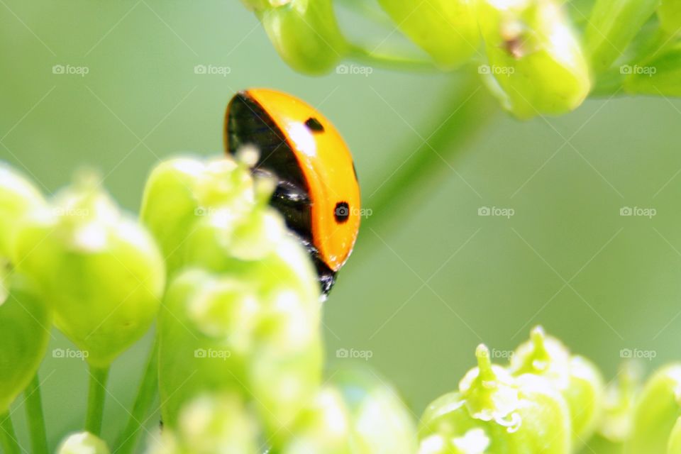 Beetle on plants