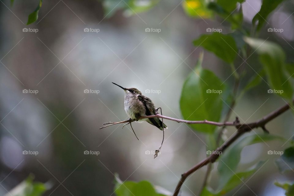 Hummingbird is resting on a tree branch