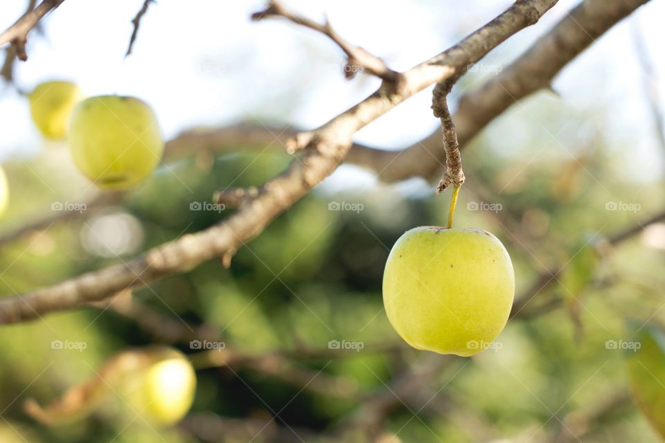 Fruit, Tree, Apple, Branch, Nature