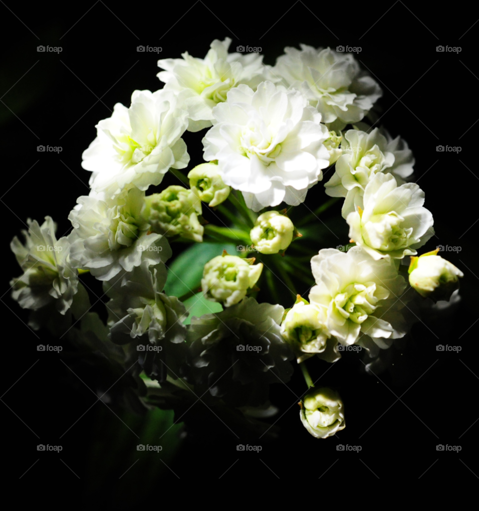 flowers nature white night by lightanddrawing