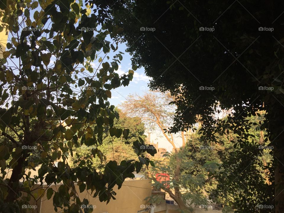 The green trees with the blue sky