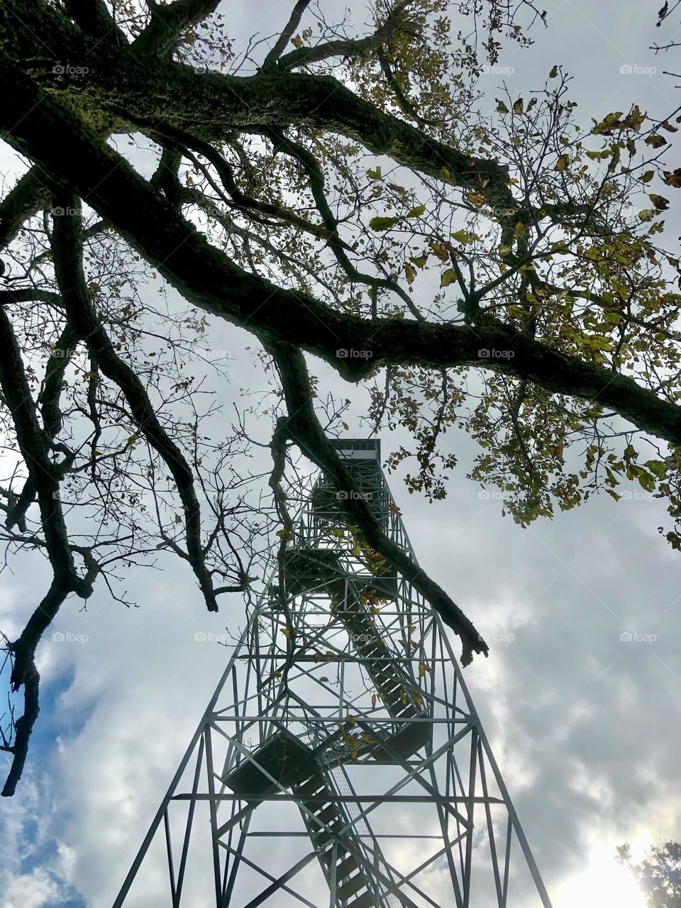 Looking up through the tree limbs at a fire tower. The angular steel beams contrast the natural tree shape.