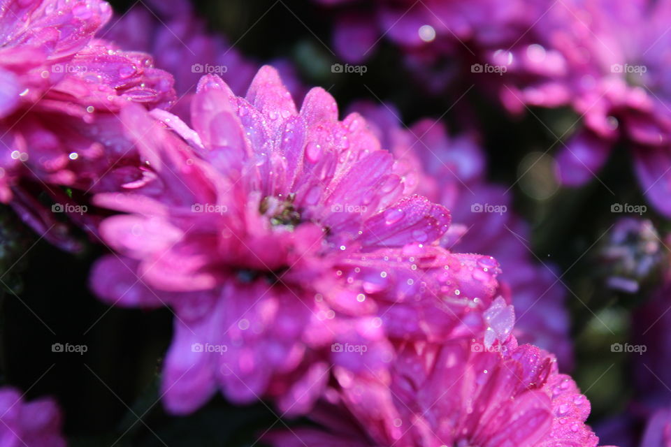 Side view Mums Close up, mum facing bright, natural sunlight with morning dew in Northeast Pennsylvania