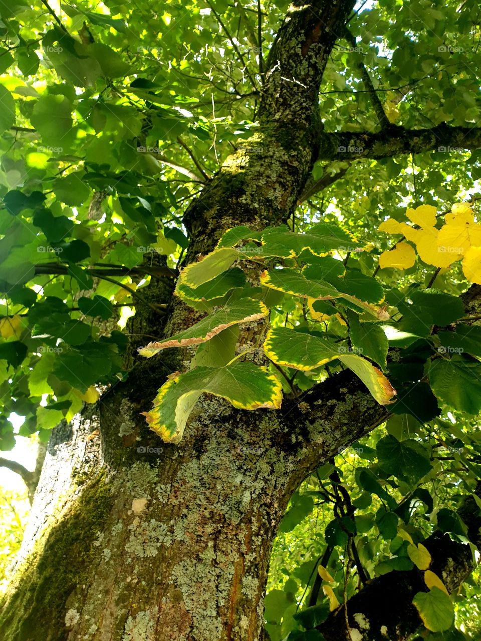 осенний парк