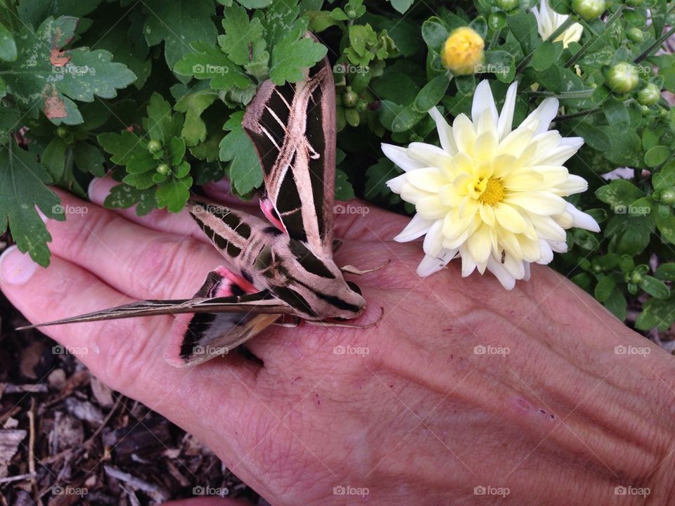 Moth and flower