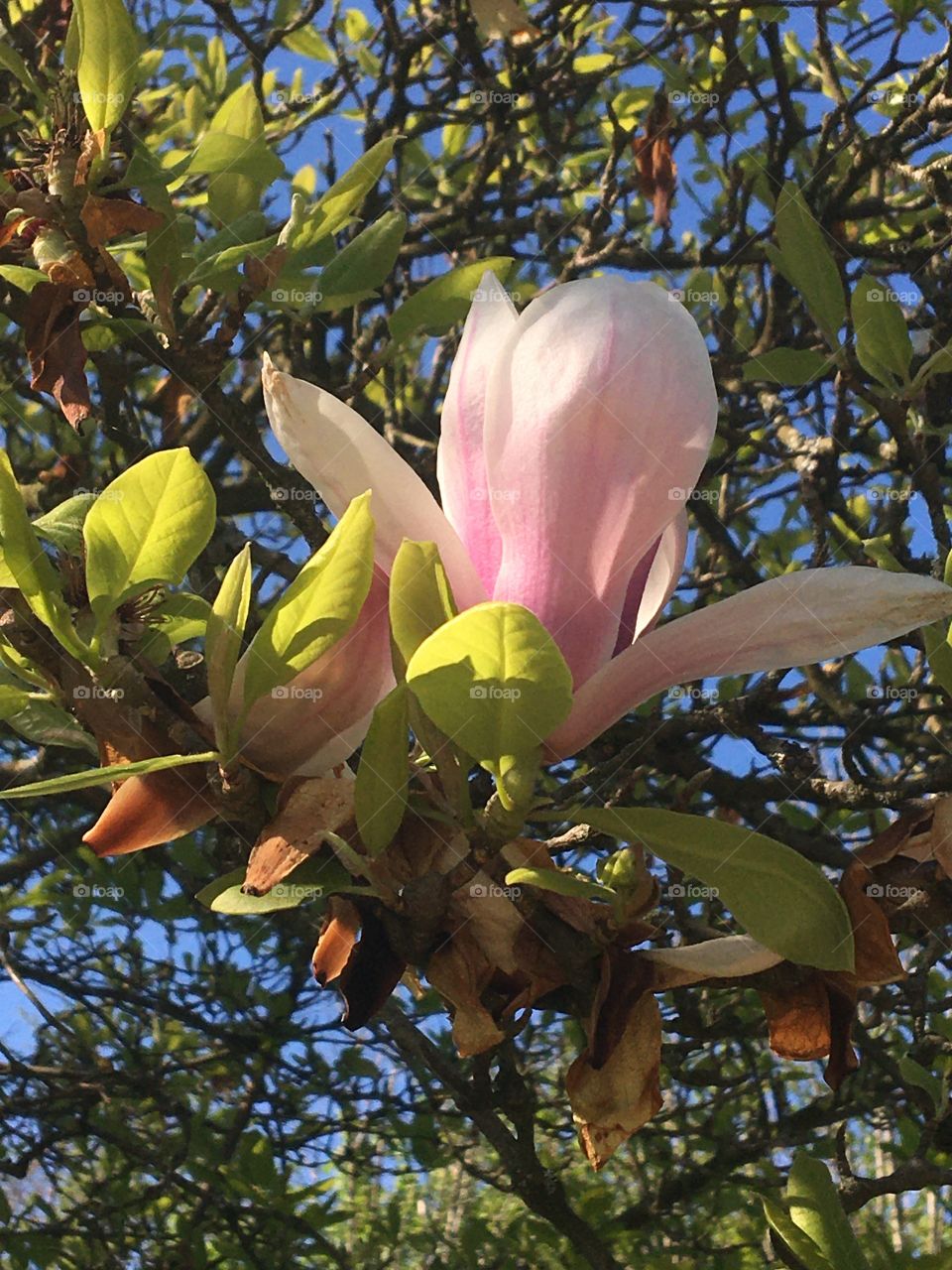 The last flower from magnolia 