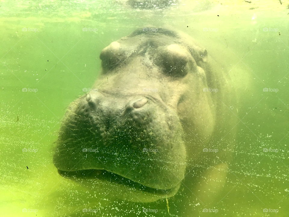 Hippopotamus in water 