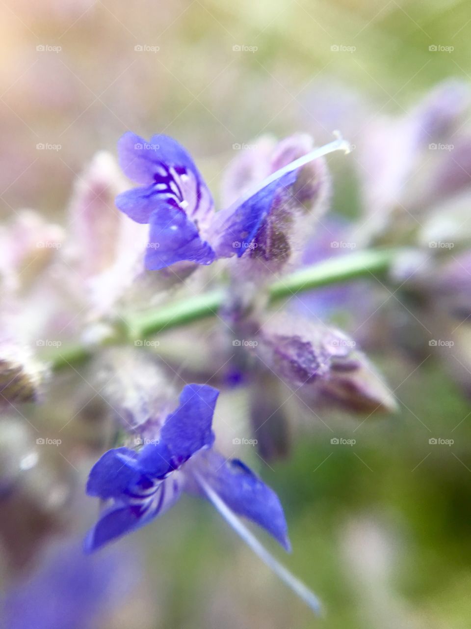 Russian sage