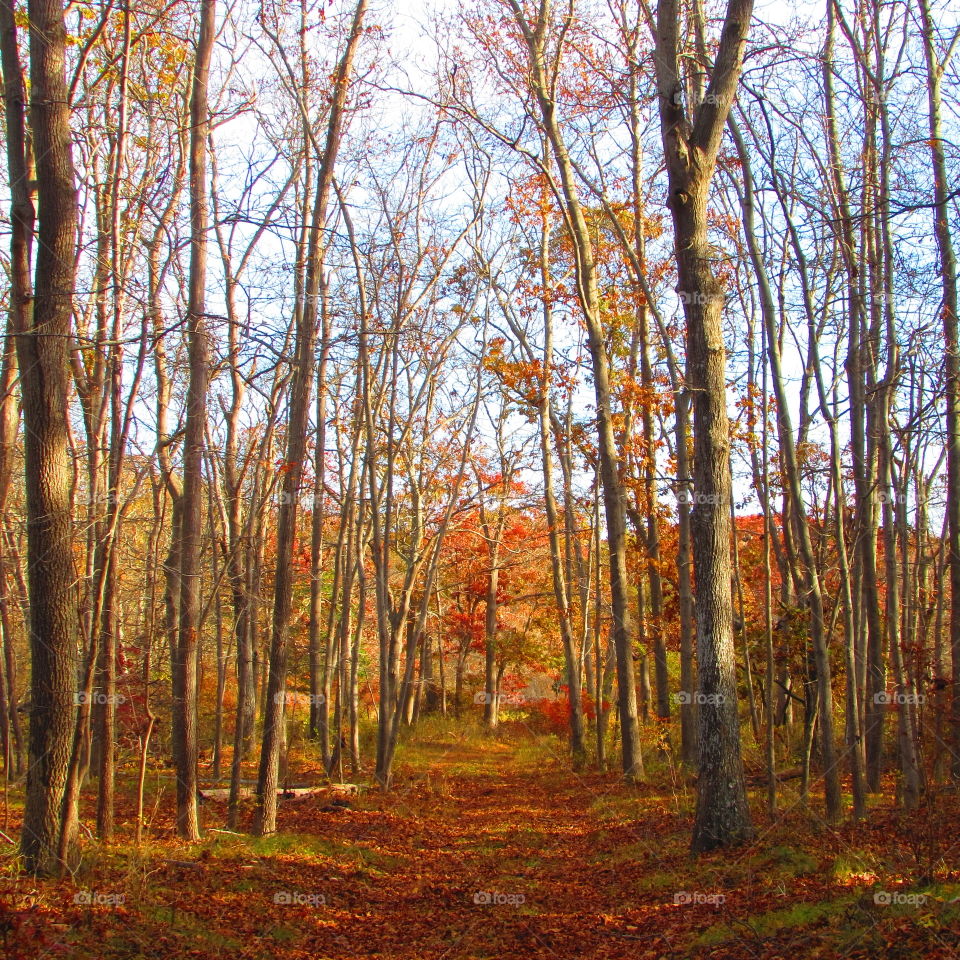 Fall, Wood, Leaf, Tree, Landscape