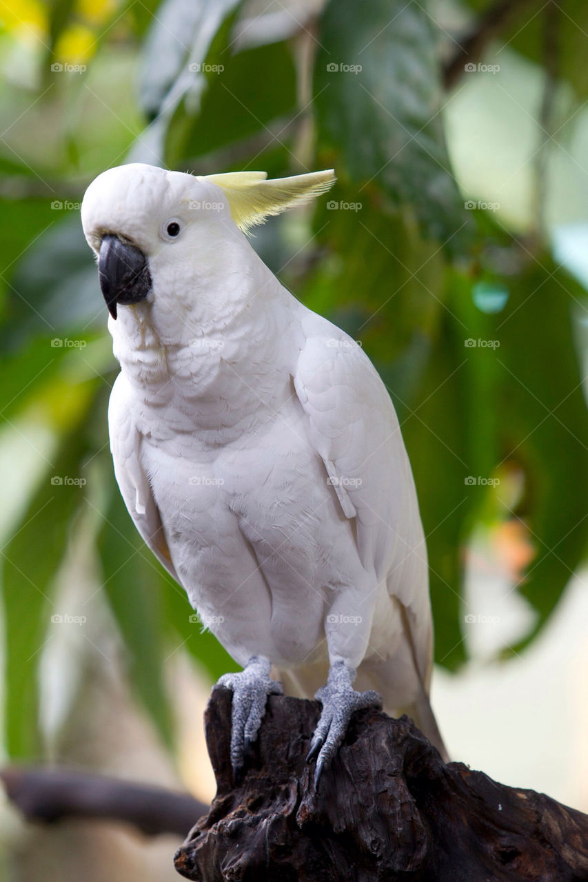 white bird standing cockatoo by splicanka