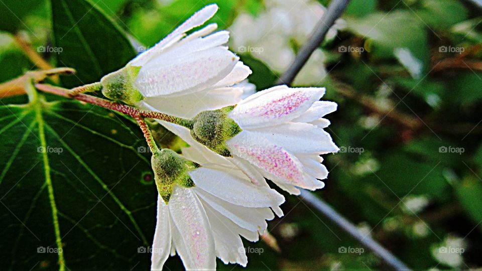 Close-up of white flower