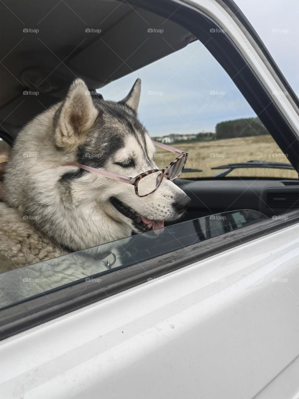 Dog riding in a car