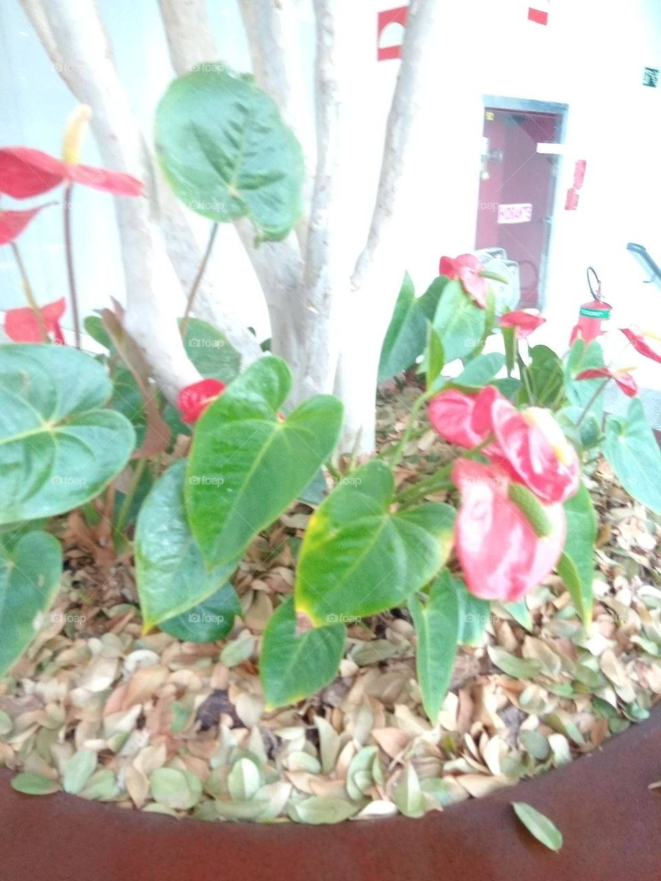 O encanto das flores