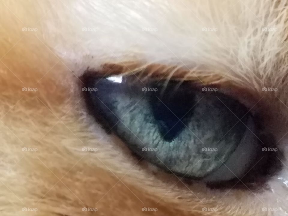 Cat Eye