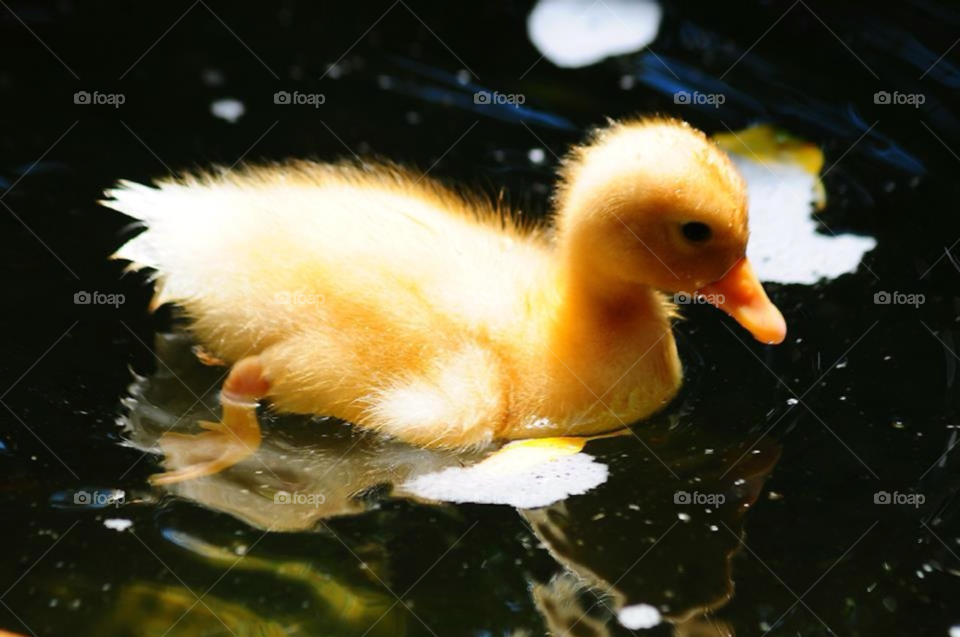 duck