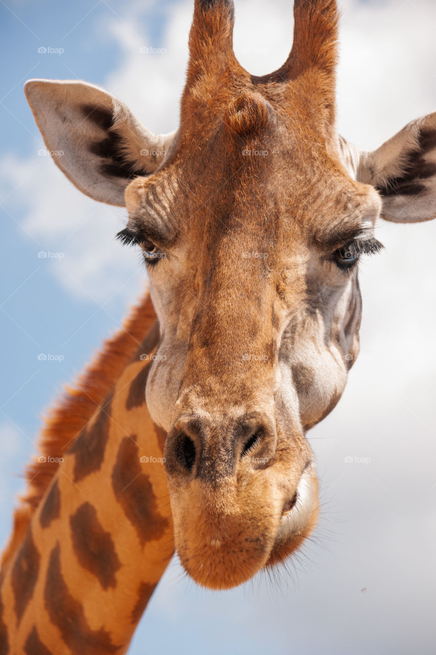 Giraffe 