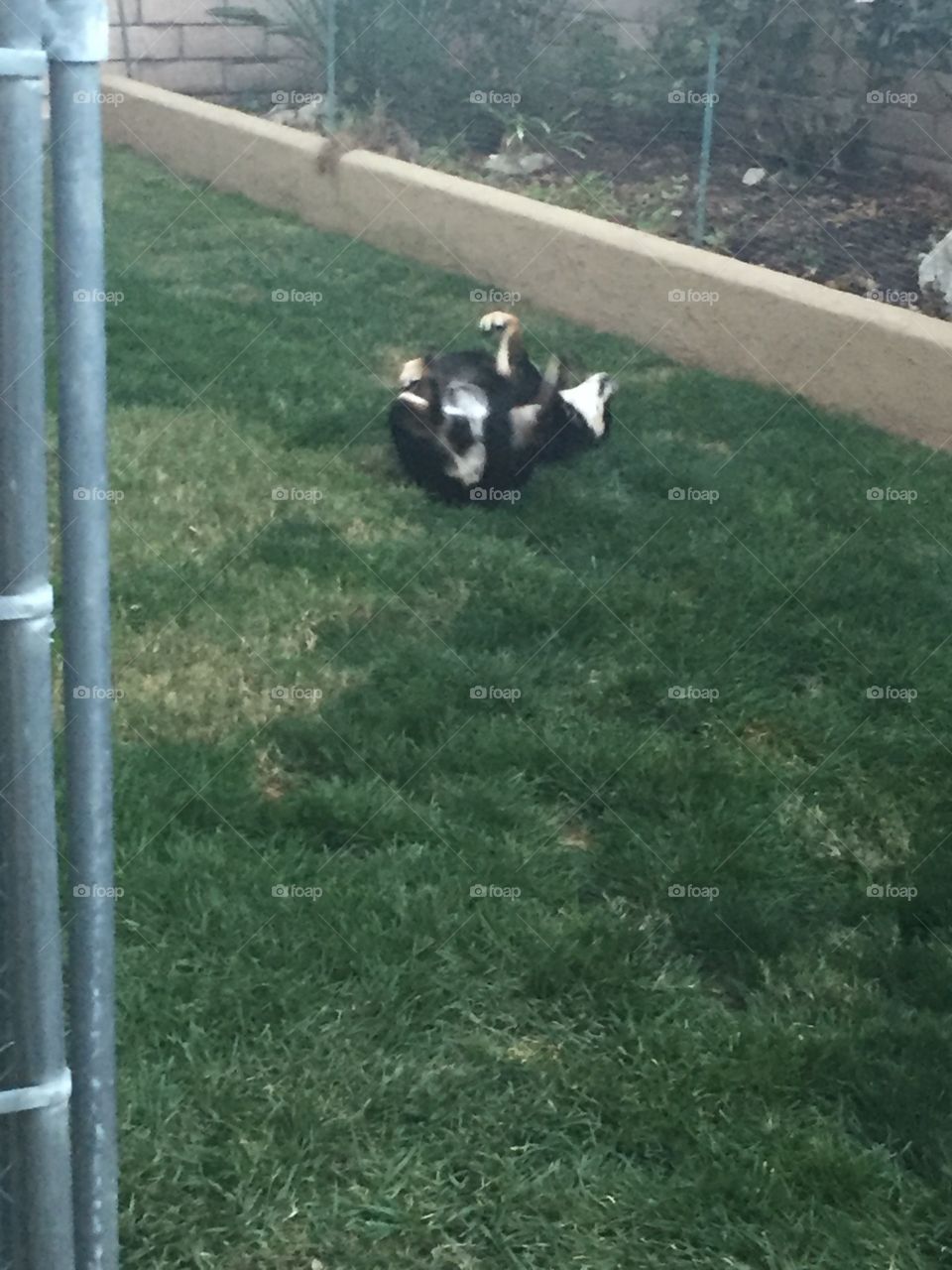 rolling around in the grass 