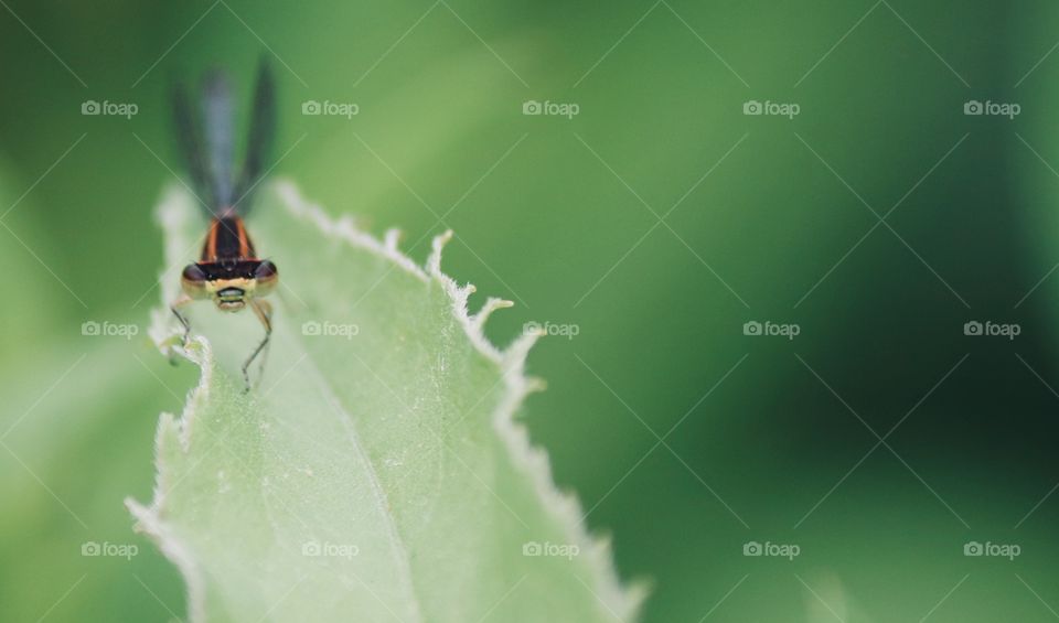 Small dragonfly on a leaf Connecticut trail