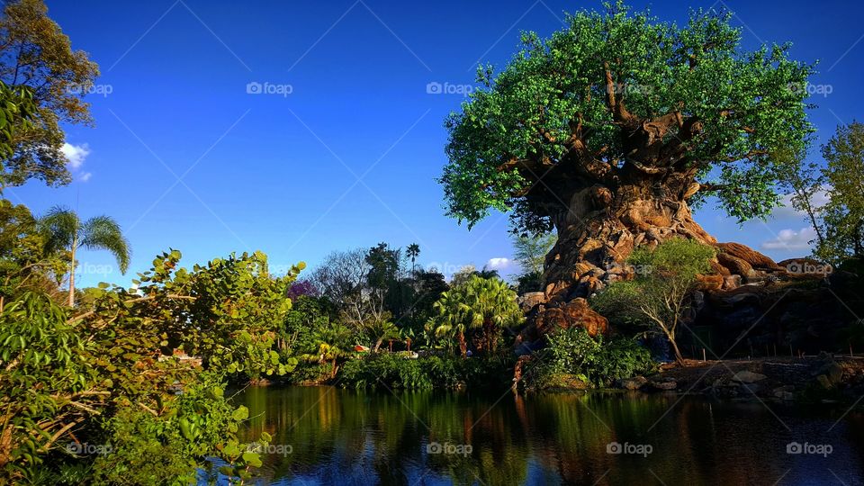 Disney's Tree of Life