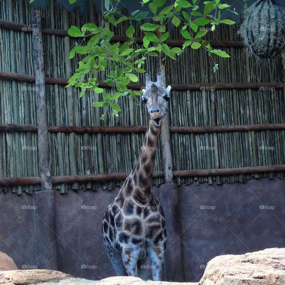 Derp Giraffe