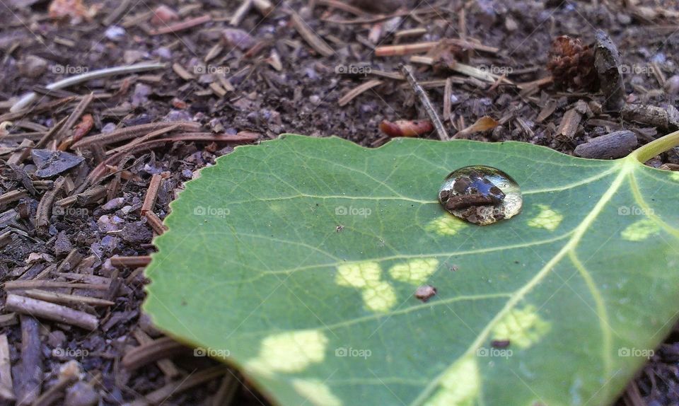 Water Drop on Aspen Leaf